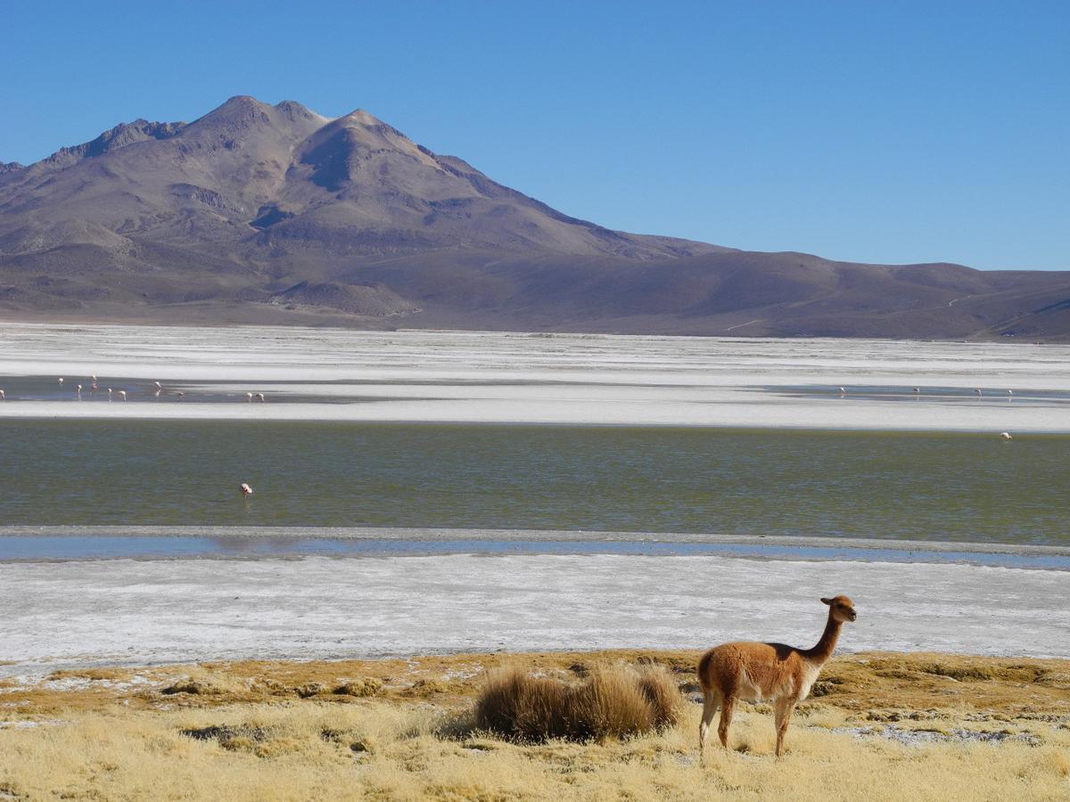 Hostal Vientos Del Altiplano Putre Exteriér fotografie